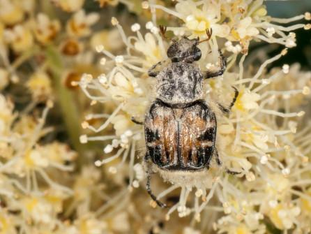 Scarab beetle hairs covered in pollen