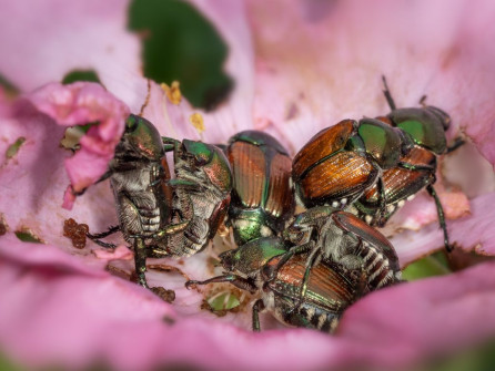 Beetles destroying a flower