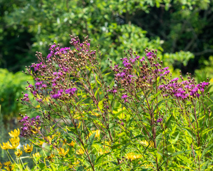 Ironweed in bloom