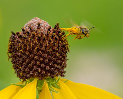 Pollen Covered Native Bee
