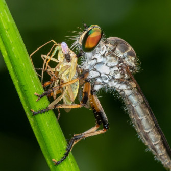 Robberfly with bug prey