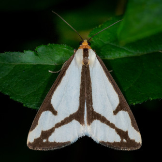 Leconte's Haploa Moth