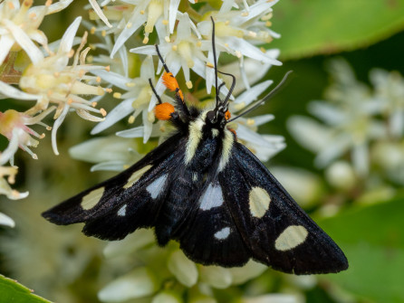 Eight-spotted Forester, a day-flying moth