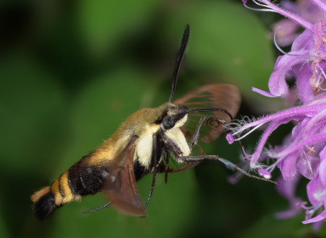 Snowberry Clearwing, a hummingbird mimic