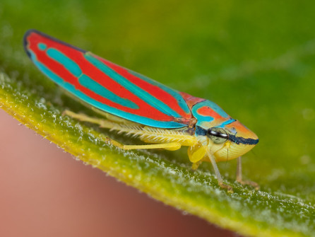 Candy-striped Sharpshooter (Graphocephala coccinea)