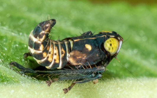 Coppery leafhopper nymph, Jikradia olitoria