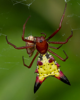 Arrow-shaped Micrathena spider with Graphocephala gothica leafhopper prey
