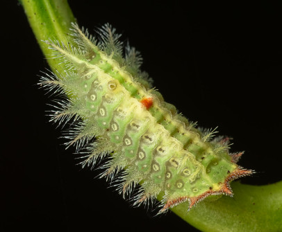 Exotic Forest Caterpillar