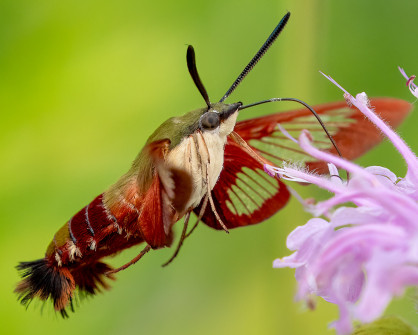 Nectaring Hummingbird Clearwing