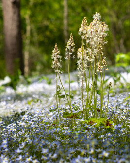 Spring Wildflower Scene