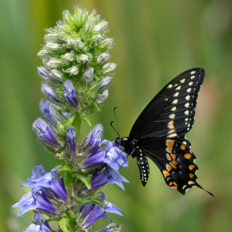 Swallowtail sipping nectar