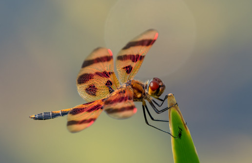 Halloween Pennant