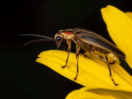 Blinky Beetle