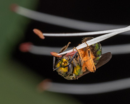 Sweat Bee Gathering Pollen