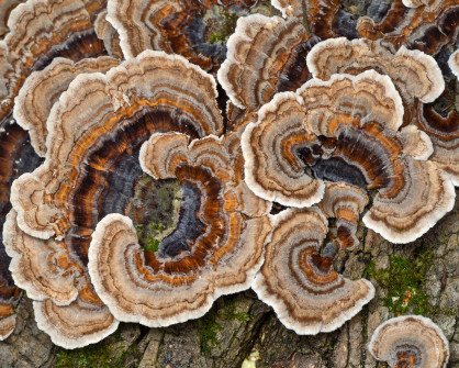 Turkey Tail Fans