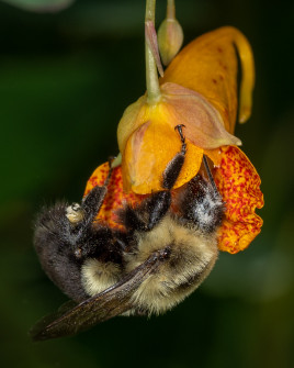 Bumblebee on Jewelweed