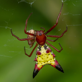 A Protective Embrace