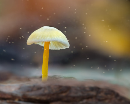 Yellow-stalked Mycena