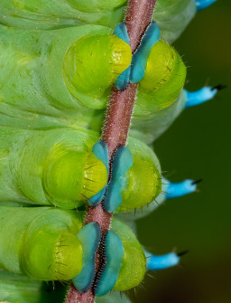 Cecropia Caterpillar's Blue Croquet 'Shoes'