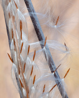 Silken Parachutes
