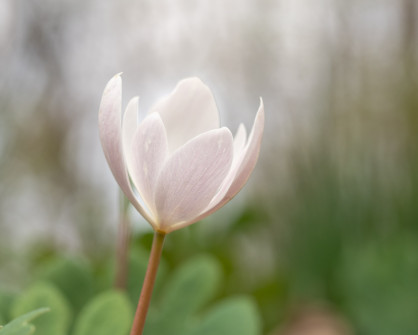 Early Spring Wildflower