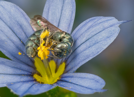 Flower Intimacy