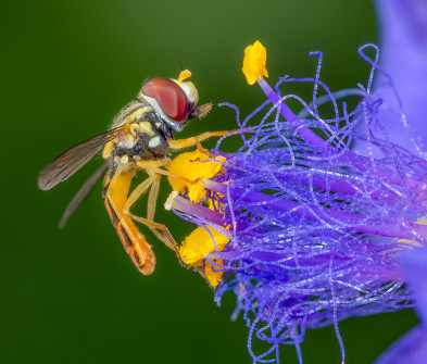 Caligrapher fly on tradescantia