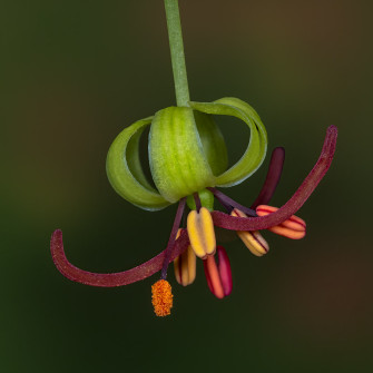Indian Cucumber Flower