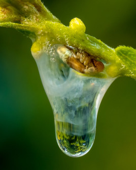 Spittle Bug Nymph's Bubbly Froth Transformed to Dew Drop