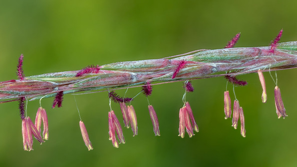 Flowering Little Bluestem