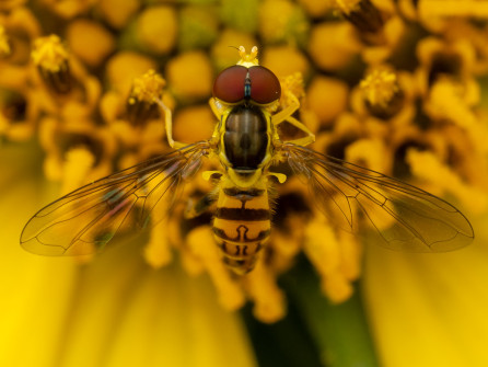 These tiny little flower flies are called Calligraphers for the patterns on their abdomen. They're a gardener's best friend because the adults are pollinators and their larvae are aphid eaters.