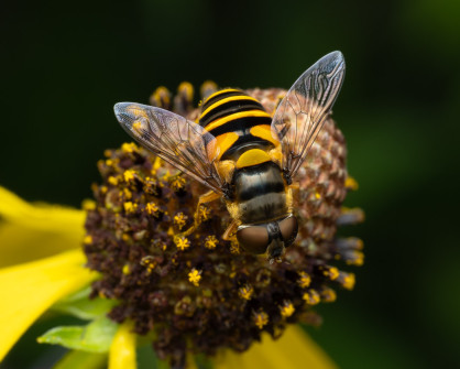 This flower fly is often mistaken for a bee. It's the Transverse-banded Drone Fly.