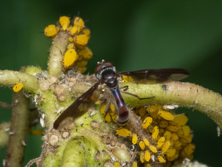 We watched one of these Flower Flies hovering around a plant. Hover Fly is another name for this group of flies. I photographed this Dusky-winged Hover Fly in my garden. She's laying an egg in the midst of the aphids.