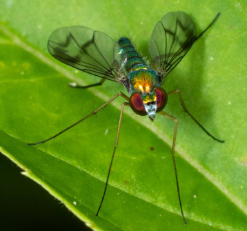 Long-legged Flies hang around gardens in search of even tinier insects to catch and eat.