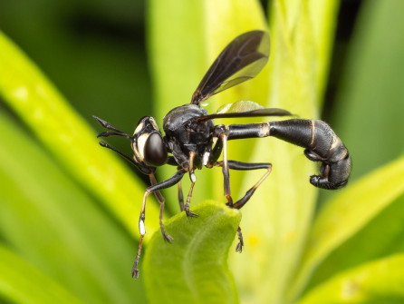 We saw one of these Thick-headed Flies. She's devious. While she's pollinating flowers, she's on the look-out for prey to catch and inject her egg (while in flight with the bee). Her larvae will parasitize the bee.