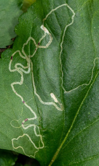 The squiggly marks in a few of the Golden Ragwort leaves are made from tiny insect larvae that feed on the leaves.
