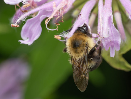 Bumblebees were buzzing about.