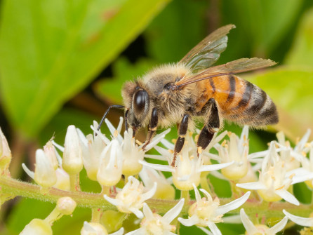 And a few honeybees.