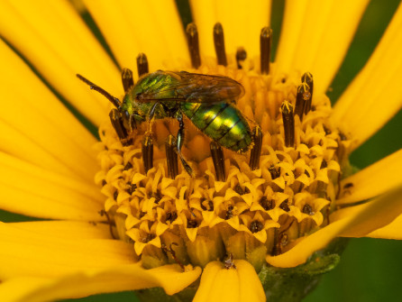 There were several colorful green sweat bees working on flowers.