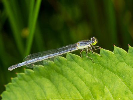 A female Eastern Forktail damselfly flew in for everyone to see.