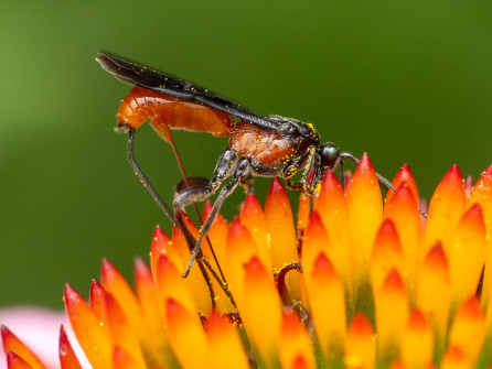 We saw some parasitic wasps with super long ovipositors laying eggs onto some flower heads.