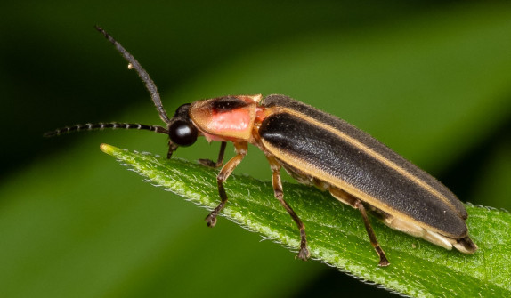 We found a Firefly, or Blinky Beetle, resting in the garden.