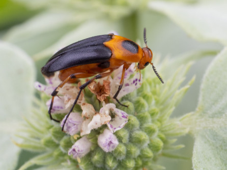 I got most excited by this find, several female Macrosiagon limbatas (no common name) that live for only a few days. She will lay an egg in various flowers and her larva will attempt to catch a ride on the underside of a bee to its nest, and then parasitize a bee larvae.