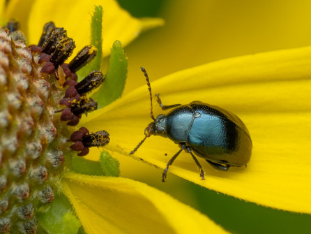 This is an example of the tiny leaf beetles we saw. They often appear black, but can have beautiful iridescence.