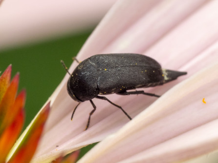 Tumbling flower beetles can be quite small and unnoticed in flowers. Look for their distinctive tails and down-turned heads.