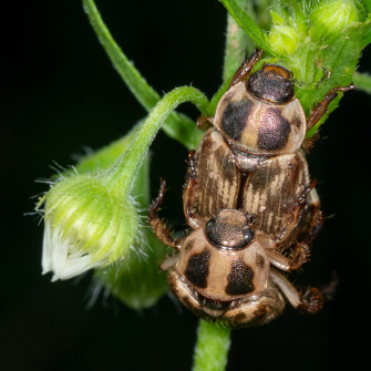 The Oriental Beetle, like the Japanese Beetle, is an introduced species that can be problematic.
