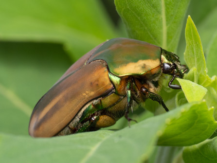 This Flower Scarab, a Green June Beetle, was one of our larger finds.