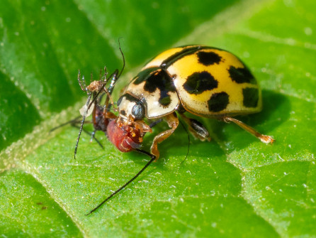 The introduced Fourteen-spotted Lady Beetle has squarish spots with a background color that is typically white to yellow, but can be reddish. This one is demonstrating its benefit to gardens.