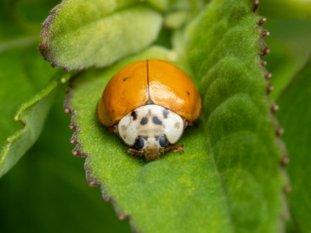 The Asian Multicolored Lady Beetle ranges from no to many spots. This introduced species has reached pest status in our area and may be a contributing factor to the decline of our native lady beetles.