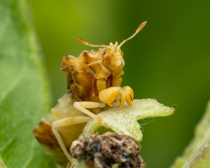 A Jagged Ambush Bug was patiently waiting to surprise prey.